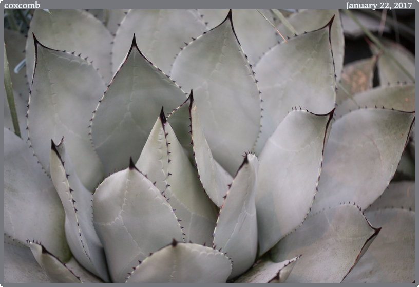 coxcomb, taken 2017-01-22 || Canon Canon EOS 6D | 100mm | 1/100s @ f/2.8