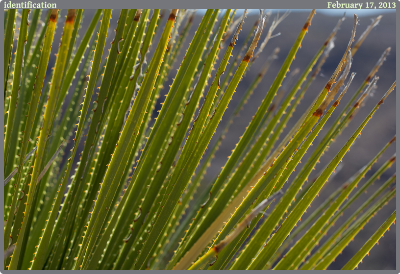 identification, taken 2013-02-17 || Canon Canon EOS REBEL T2i | 100mm | 1/320s @ f/6.3