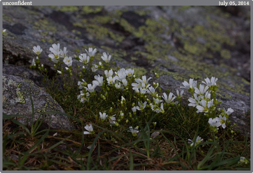unconfident, taken 2014-07-05 || Canon Canon EOS REBEL T2i | 100mm | 1/400s @ f/7.1