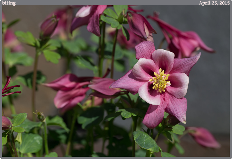 biting, taken 2015-04-25 || Canon Canon EOS 6D | 100mm | 1/200s @ f/8