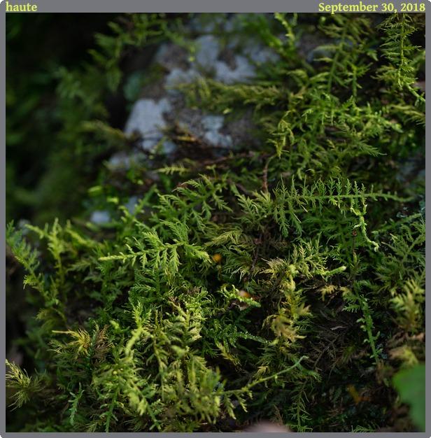 haute, taken 2018-09-30 || Canon Canon EOS 6D | 100mm | 1/30s @ f/2.8