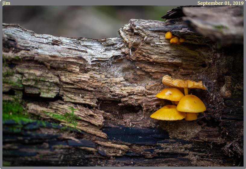 jim, taken 2019-09-01 || Canon Canon EOS 6D | 100mm | 1/20s @ f/2.8
