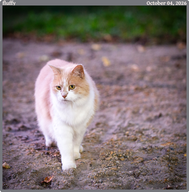 fluffy, taken 2026-10-04 || Canon Canon EOS 6D | 100.0 | 1/15s @ 2.8