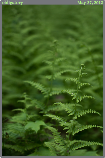 obligatory, taken 2012-05-27 || Canon Canon EOS REBEL T2i | 100mm | 1/160s @ f/2.8