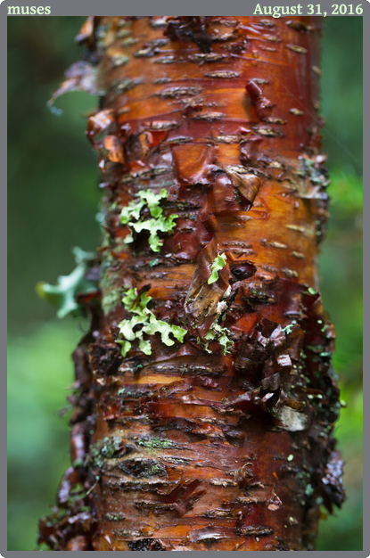 muses, taken 2016-08-31 || Canon Canon EOS 6D | 100mm | 1/50s @ f/5