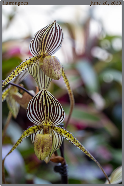 flamingoes, taken 2020-06-20 || Canon Canon EOS 6D | 100mm | 1/80s @ f/5.6