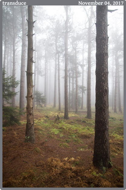 transduce, taken 2017-11-04 || Canon Canon EOS 6D | 24mm | 1/400s @ f/2.2