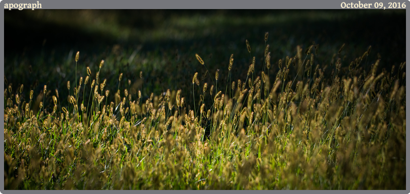 apograph, taken 2016-10-09 || Canon Canon EOS 6D | 100mm | 1/500s @ f/4