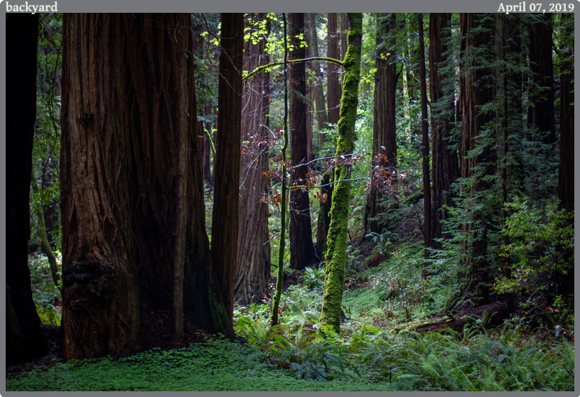 backyard, taken 2019-04-07 || Canon Canon EOS REBEL T2i | 50mm | 1/250s @ f/1.4