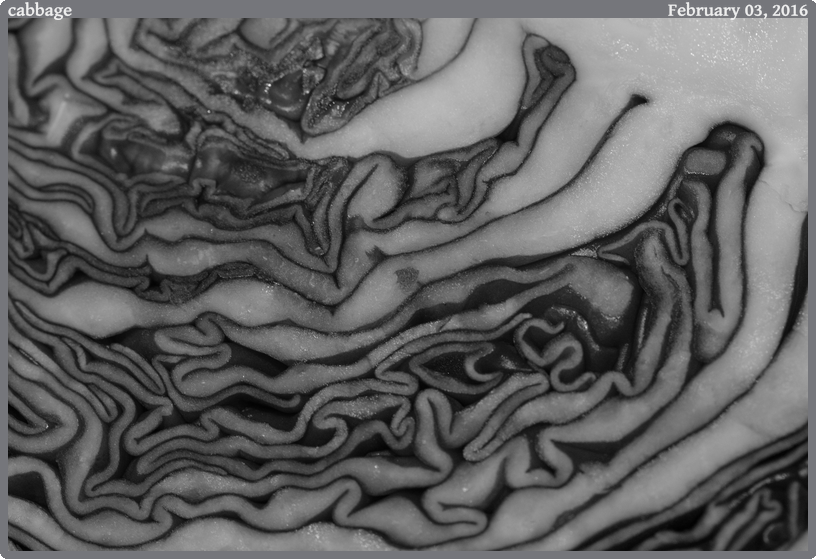 cabbage, taken 2016-02-03 || None None | None | None @ None