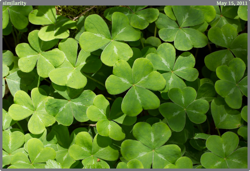 similarity, taken 2011-05-15 || Canon Canon EOS REBEL T2i | 100mm | 1/25s @ f/8