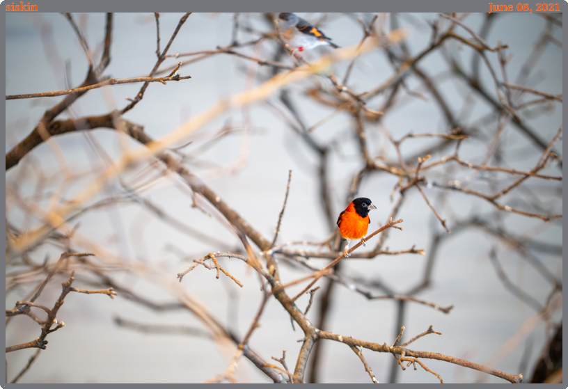 siskin, taken 2021-06-08 || Canon Canon EOS 6D | 100.0 | 1/80s @ 2.8
