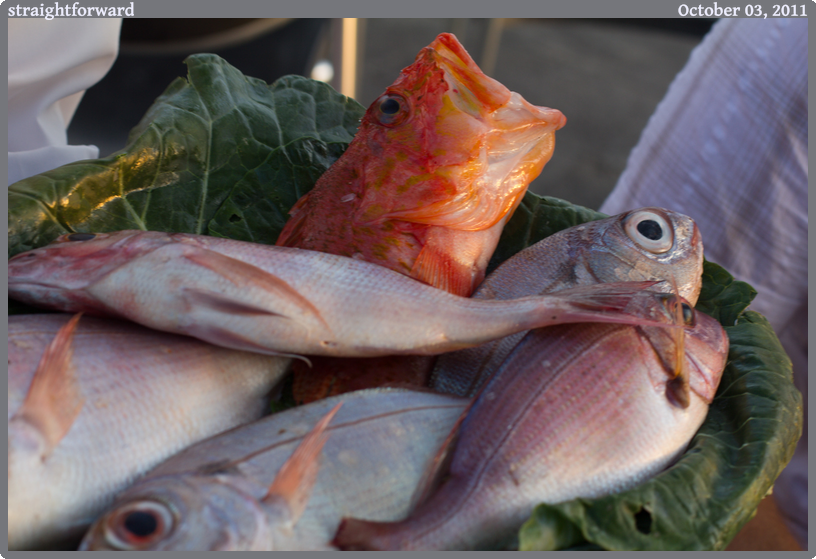 straightforward, taken 2011-10-03 || Canon Canon EOS REBEL T2i | 50mm | 1/30s @ f/5