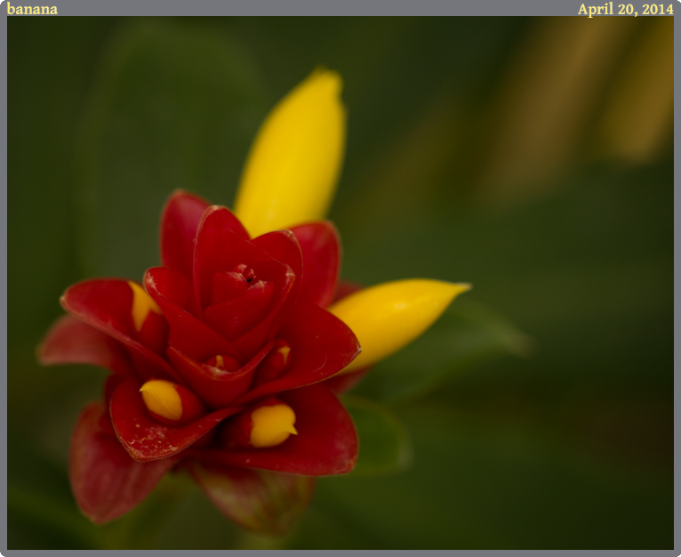 banana, taken 2014-04-20 || Canon Canon EOS REBEL T2i | 100mm | 1/25s @ f/2.8