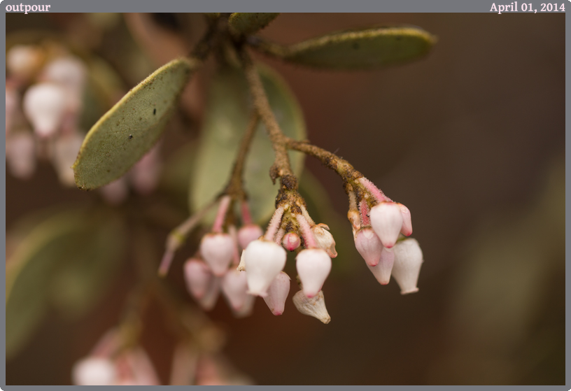 outpour, taken 2014-04-01 || Canon Canon EOS REBEL T2i | 100mm | 1/160s @ f/3.2