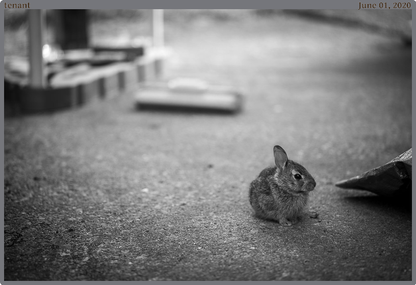 tenant, taken 2020-06-01 || Canon Canon EOS 6D | 100mm | 1/80s @ f/2.8
