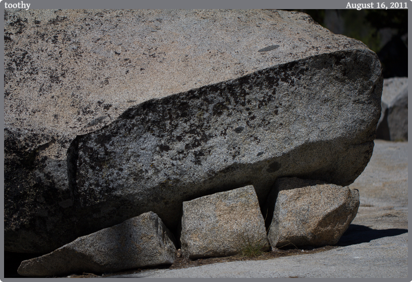 toothy, taken 2011-08-16 || Canon Canon EOS REBEL T2i | 100mm | 1/4000s @ f/2.8