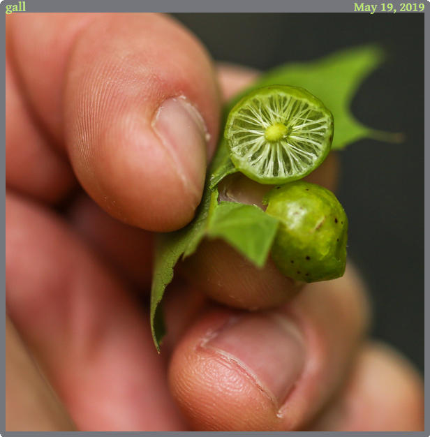 gall, taken 2019-05-19 || Canon Canon EOS 6D | 100mm | 1/640s @ f/2.8