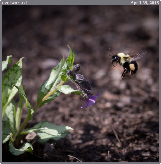 overworked, taken 2015-04-25 || Canon Canon EOS 6D | 100mm | 1/320s @ f/5