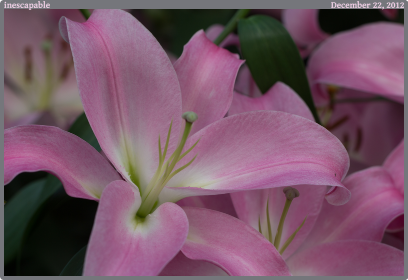 inescapable, taken 2012-12-22 || Canon Canon EOS REBEL T2i | 100mm | 1/125s @ f/4.5