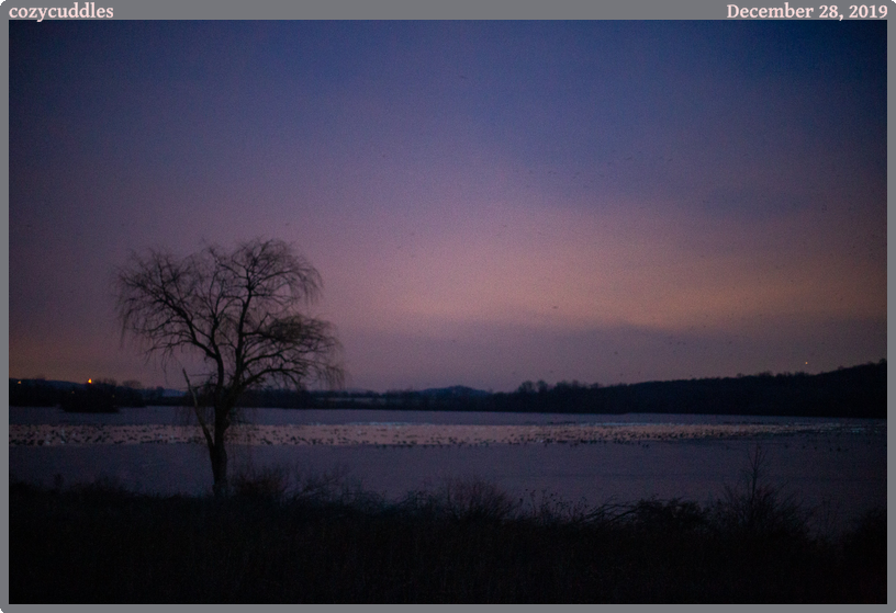 cozycuddles, taken 2019-12-28 || Canon Canon EOS 6D | 50mm | 1/15s @ f/1.4