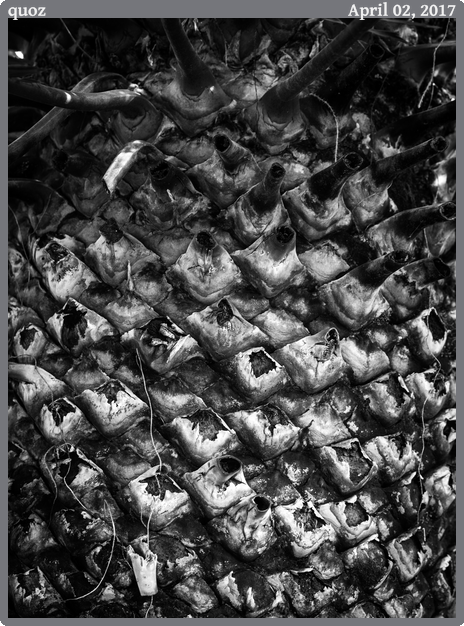 quoz, taken 2017-04-02 || Canon Canon EOS 6D | 100mm | 1/30s @ f/4.5