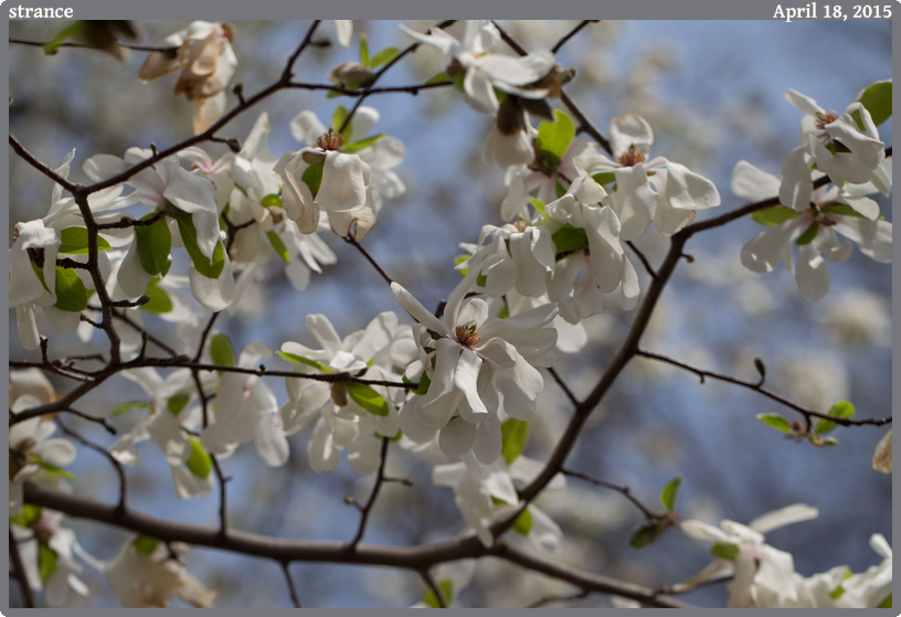strance, taken 2015-04-18 || Canon Canon EOS 6D | 100mm | 1/1000s @ f/4.5