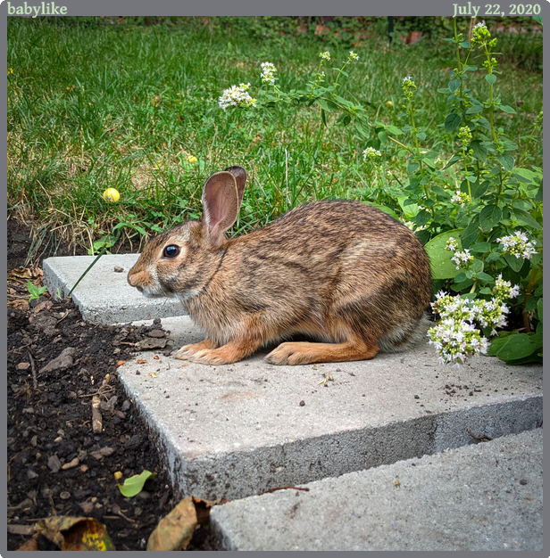 babylike, taken 2020-07-22 || Google Pixel 2 | 4442mm | 1/125s @ f/1.8