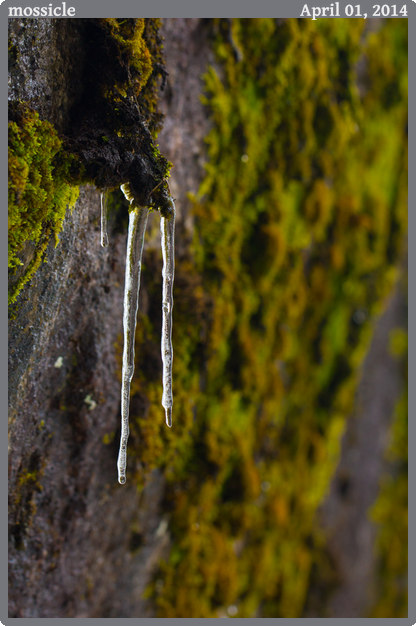 mossicle, taken 2014-04-01 || Canon Canon EOS REBEL T2i | 100mm | 1/60s @ f/5