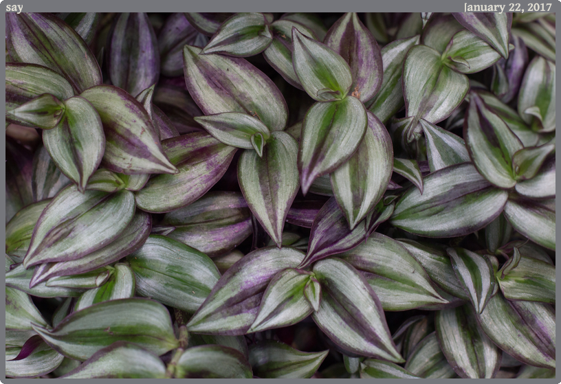 say, taken 2017-01-22 || Canon Canon EOS 6D | 50mm | 1/40s @ f/4.5