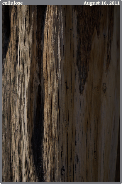 cellulose, taken 2011-08-16 || Canon Canon EOS REBEL T2i | 100mm | 1/2500s @ f/2.8