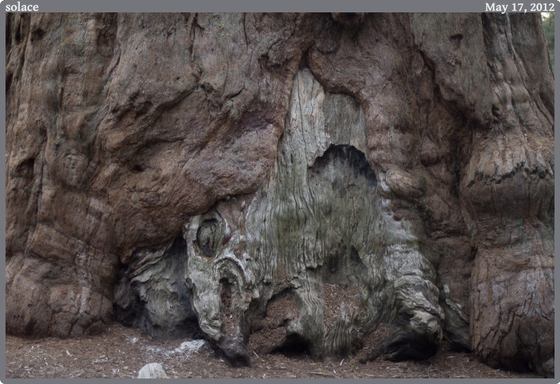 solace, taken 2012-05-17 || Canon Canon EOS REBEL T2i | 50mm | 1/40s @ f/1.4