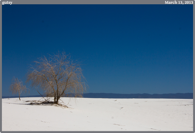 gutsy, taken 2013-03-13 || Canon Canon EOS REBEL T2i | 55mm | 1/640s @ f/14