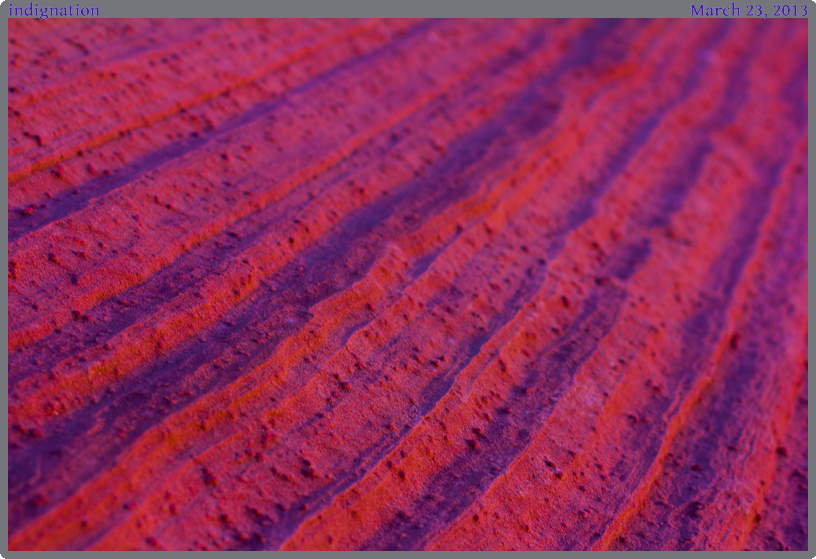 indignation, taken 2013-03-23 || Canon Canon EOS REBEL T2i | 50mm | 1/25s @ f/5