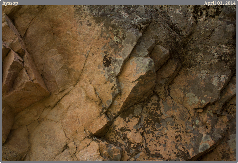 hyssop, taken 2014-04-03 || Canon Canon EOS REBEL T2i | 27mm | 1/20s @ f/4