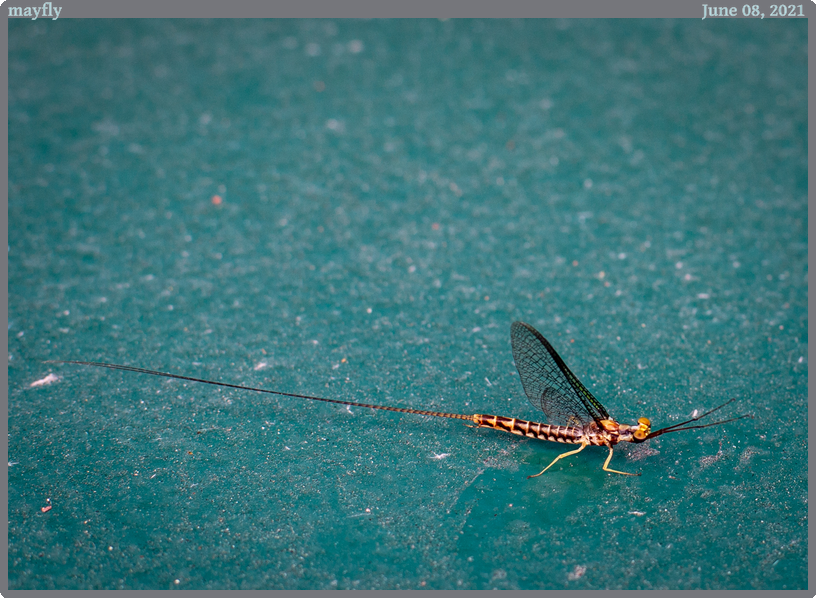 mayfly, taken 2021-06-08 || Canon Canon EOS 6D | 50.0 | 1/125s @ 4.5