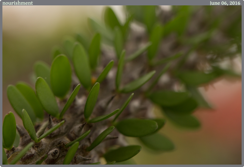 nourishment, taken 2016-06-06 || Canon Canon EOS 6D | 100mm | 1/80s @ f/5