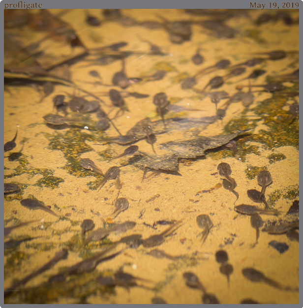 profligate, taken 2019-05-19 || Canon Canon EOS 6D | 100mm | 1/400s @ f/4