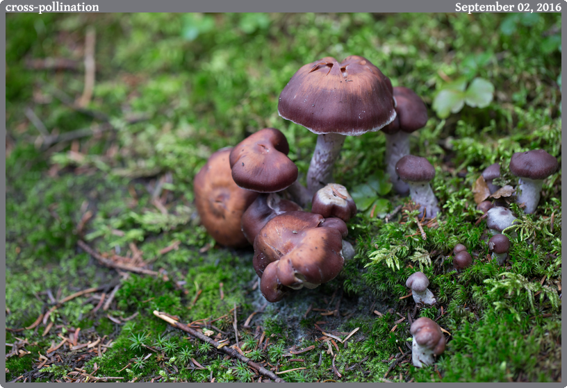 cross-pollination, taken 2016-09-02 || Canon Canon EOS 6D | 100mm | 1/40s @ f/3.5