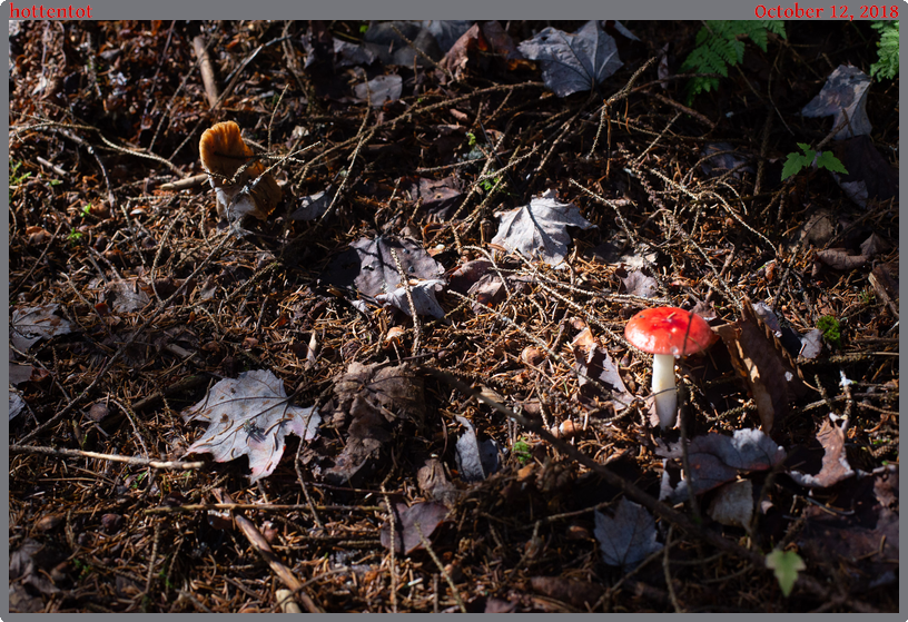 hottentot, taken 2018-10-12 || Canon Canon EOS 6D | 50mm | 1/200s @ f/6.3