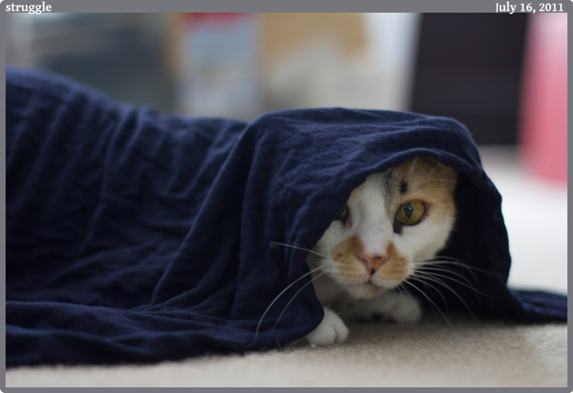 struggle, taken 2011-07-16 || Canon Canon EOS REBEL T2i | 50mm | 1/20s @ f/1.8