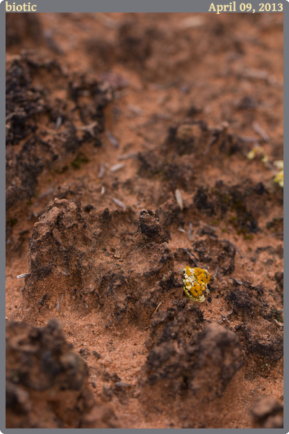 biotic, taken 2013-04-09 || Canon Canon EOS REBEL T2i | 100mm | 1/80s @ f/5.6