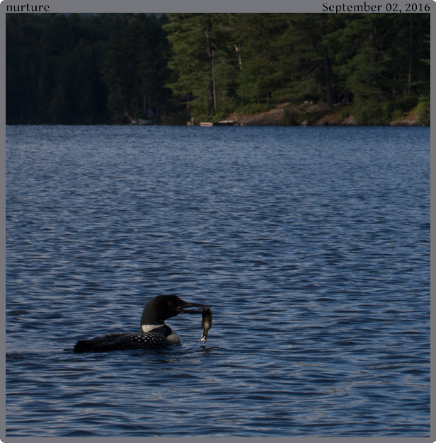 nurture, taken 2016-09-02 || Canon Canon EOS 6D | 100mm | 1/200s @ f/18