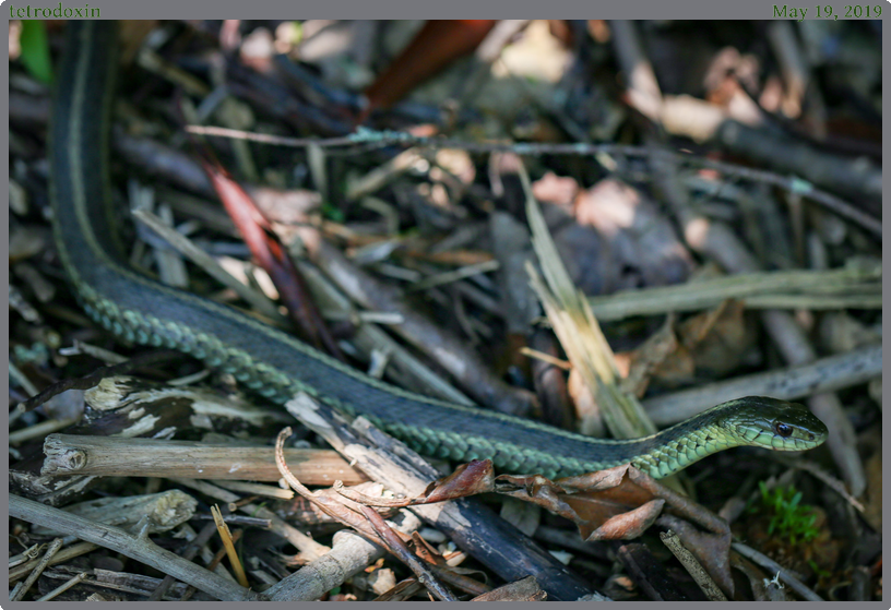 tetrodoxin, taken 2019-05-19 || Canon Canon EOS 6D | 100mm | 1/1250s @ f/4