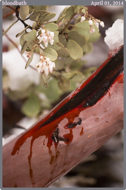 bloodbath, taken 2014-04-01 || Canon Canon EOS REBEL T2i | 100mm | 1/100s @ f/2.8