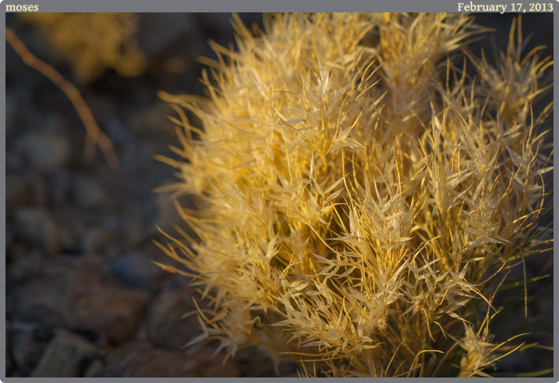 moses, taken 2013-02-17 || Canon Canon EOS REBEL T2i | 100mm | 1/100s @ f/5.6