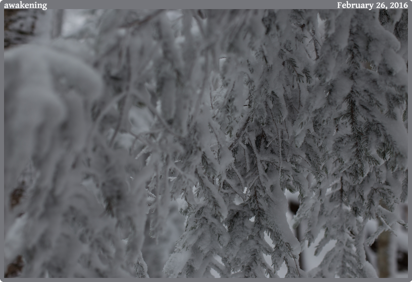 awakening, taken 2016-02-26 || None None | None | None @ None