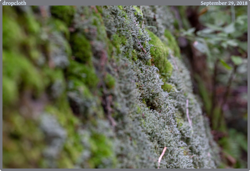 dropcloth, taken 2018-09-29 || Canon Canon EOS 6D | 100mm | 1/6s @ f/7.1