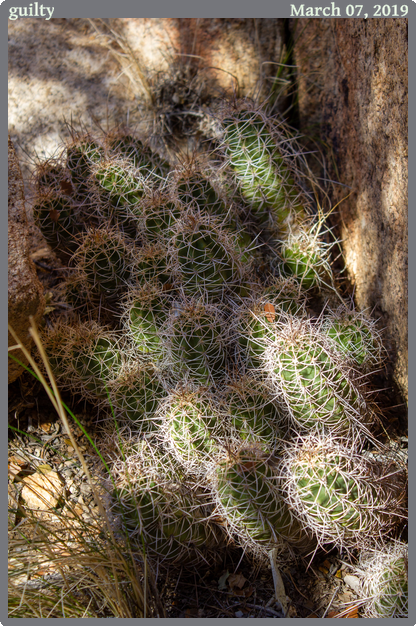 guilty, taken 2019-03-07 || Canon Canon EOS REBEL T2i | 47mm | 1/160s @ f/5.6