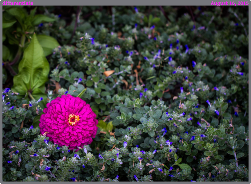 differentiate, taken 2015-08-16 || None None | None | None @ None